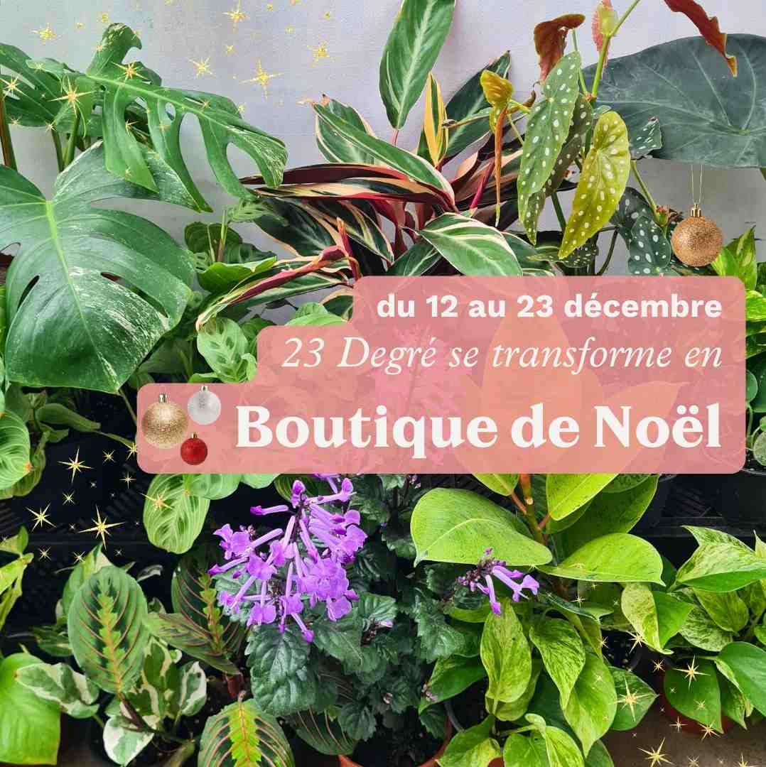 23 Degré en mode boutique de Noël !
