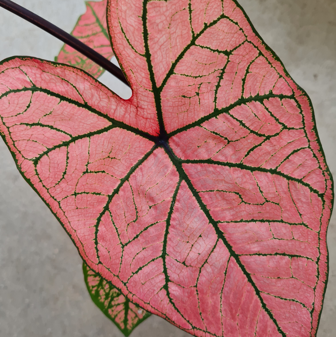 TUTO : Caladium, en profiter tout l'été !