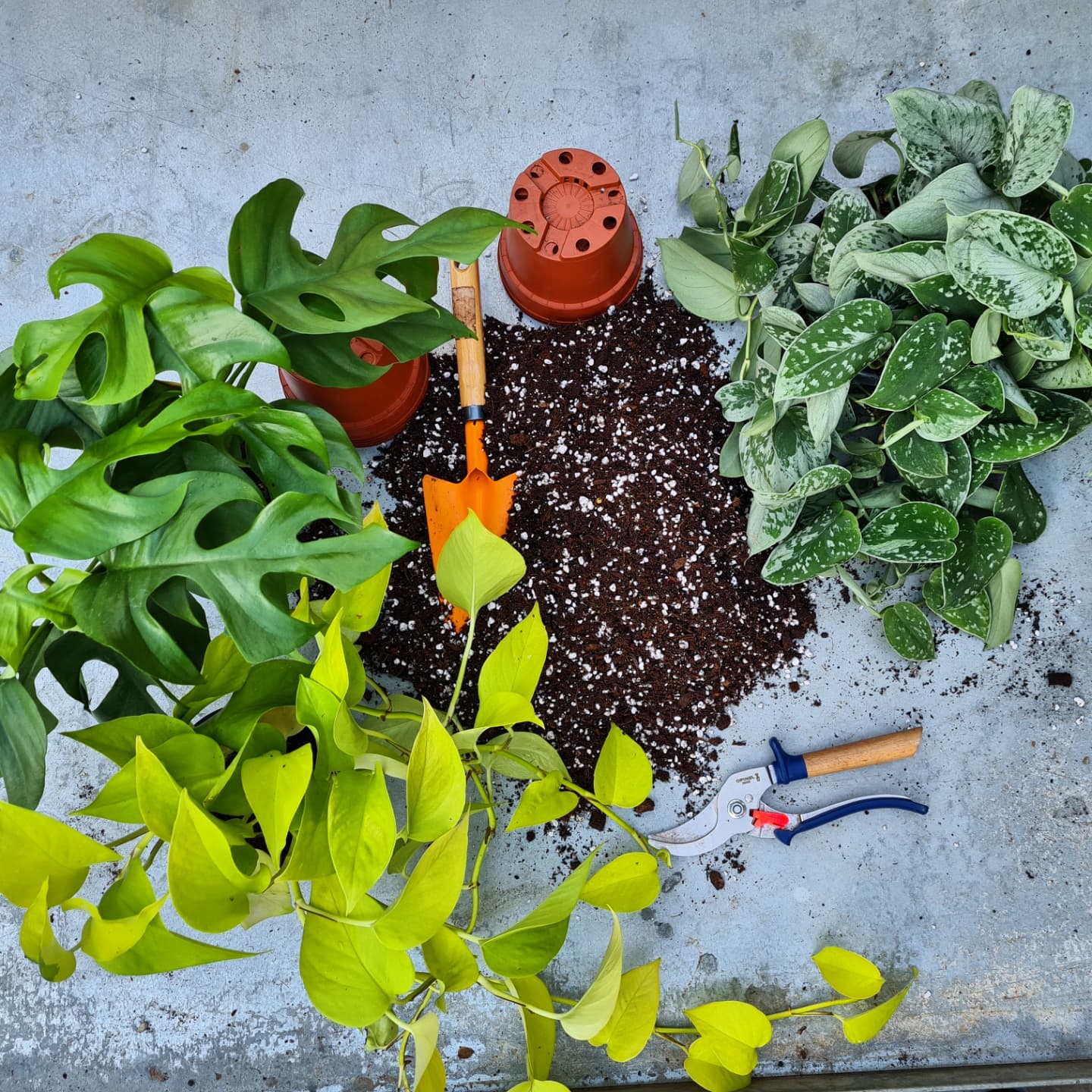 QUAND REMPOTER mes plantes ?
