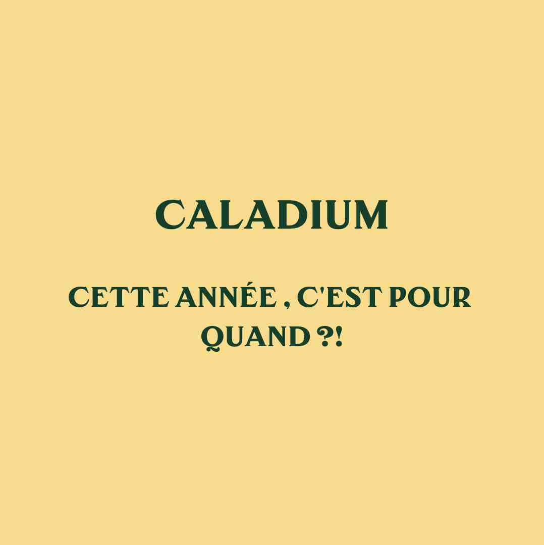 CALADIUMS : Quand arrivent-ils cette année ?
