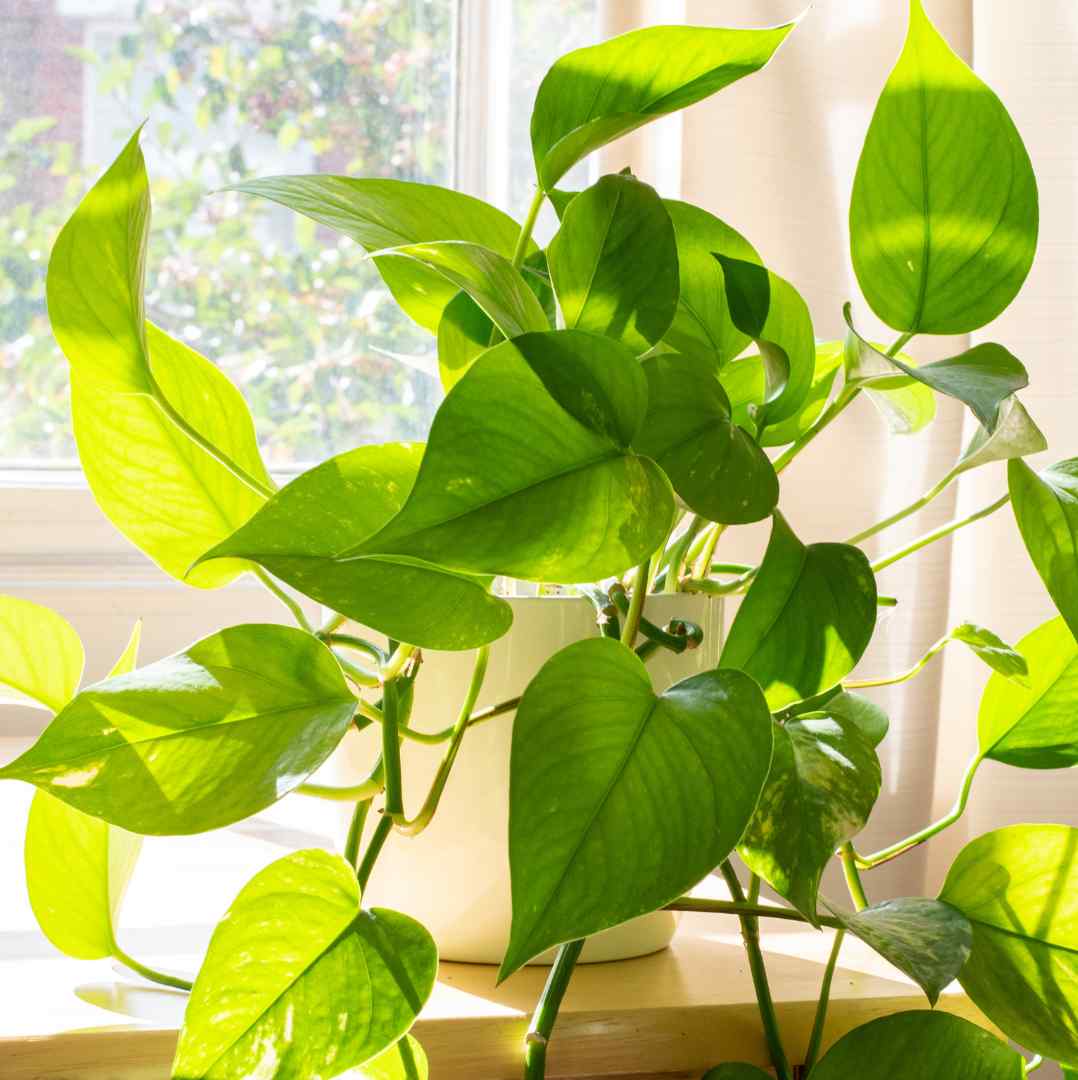 126 astuces imparables pour arroser mes plantes pendant les vacances :)