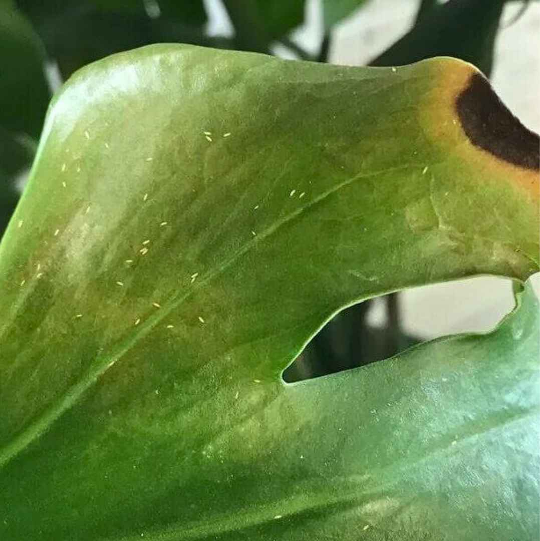 Comment lutter contre les thrips ?