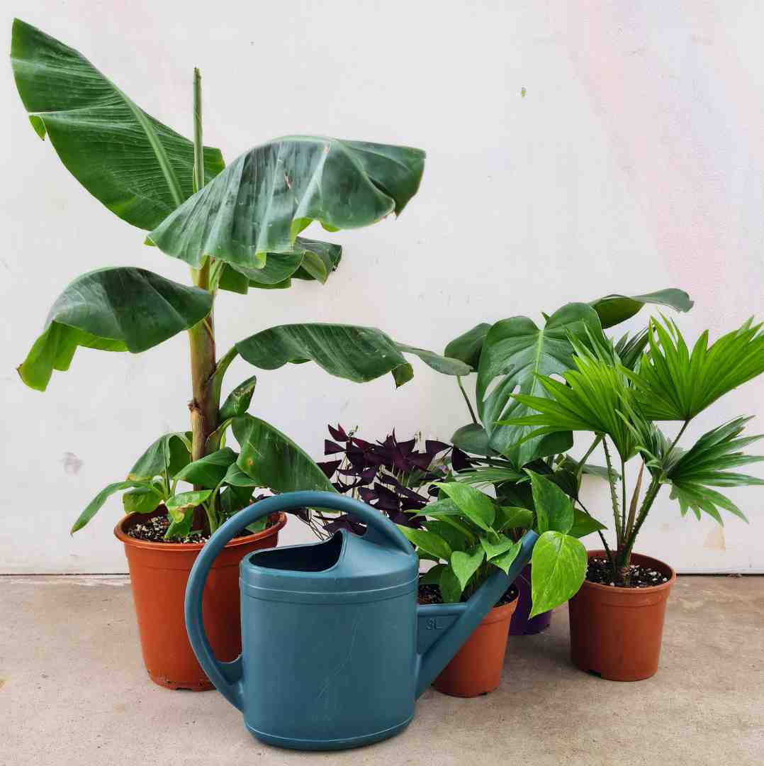 TUTO : COMMENT ARROSER mes plantes ?