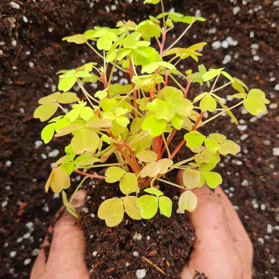 TUTO : REMPOTER MES PLANTES