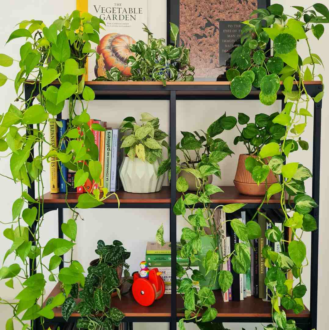 OÙ POSER MA PLANTE ?