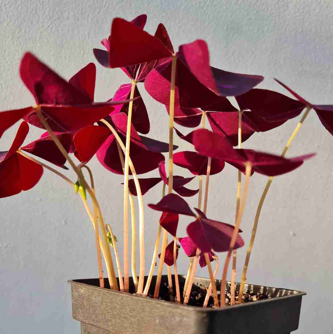 TUTO : Plantation de l’OXALIS TRIANGULARIS