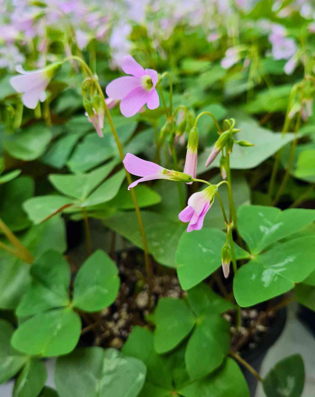 Oxalis triangularis