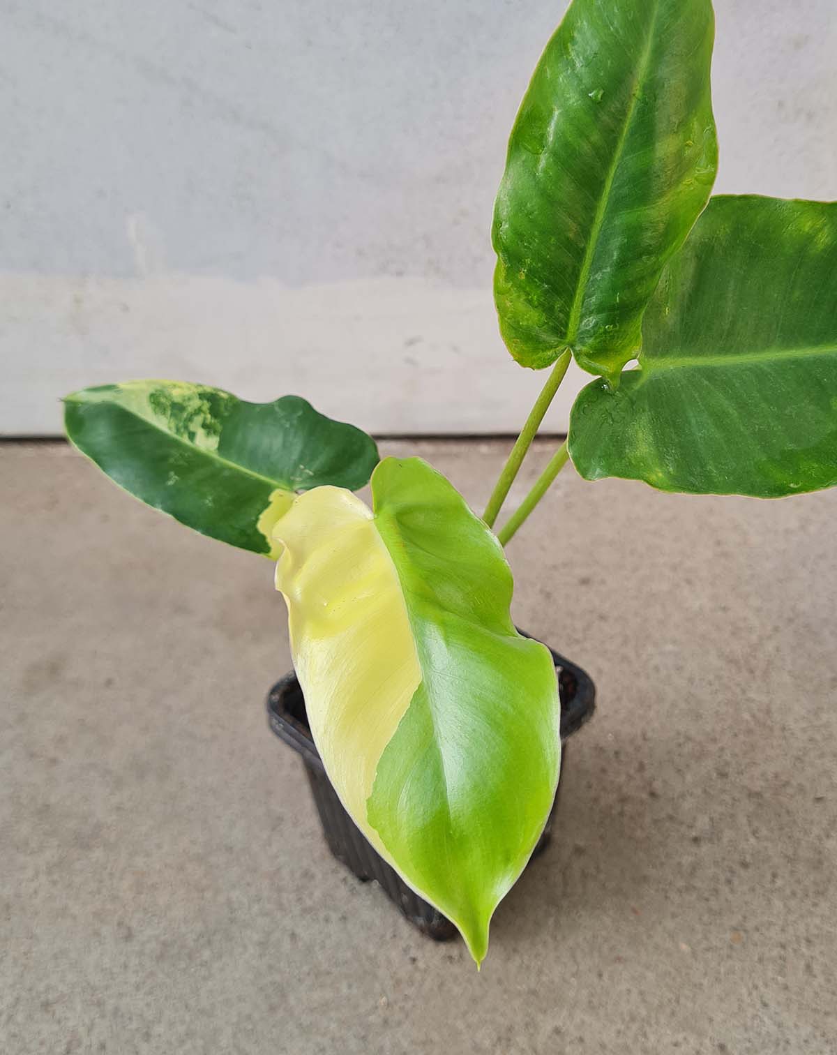 Philodendron 'Burle-Marx' variegata