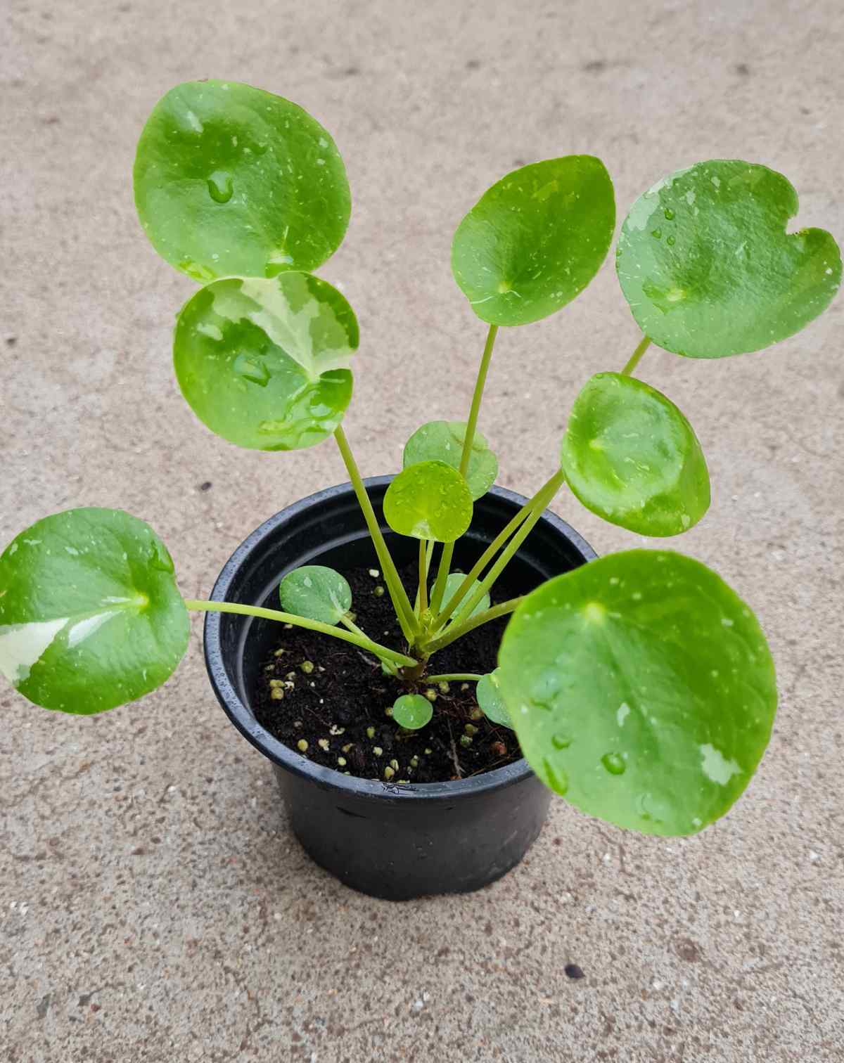 Pilea peperomioides 'White Splash'