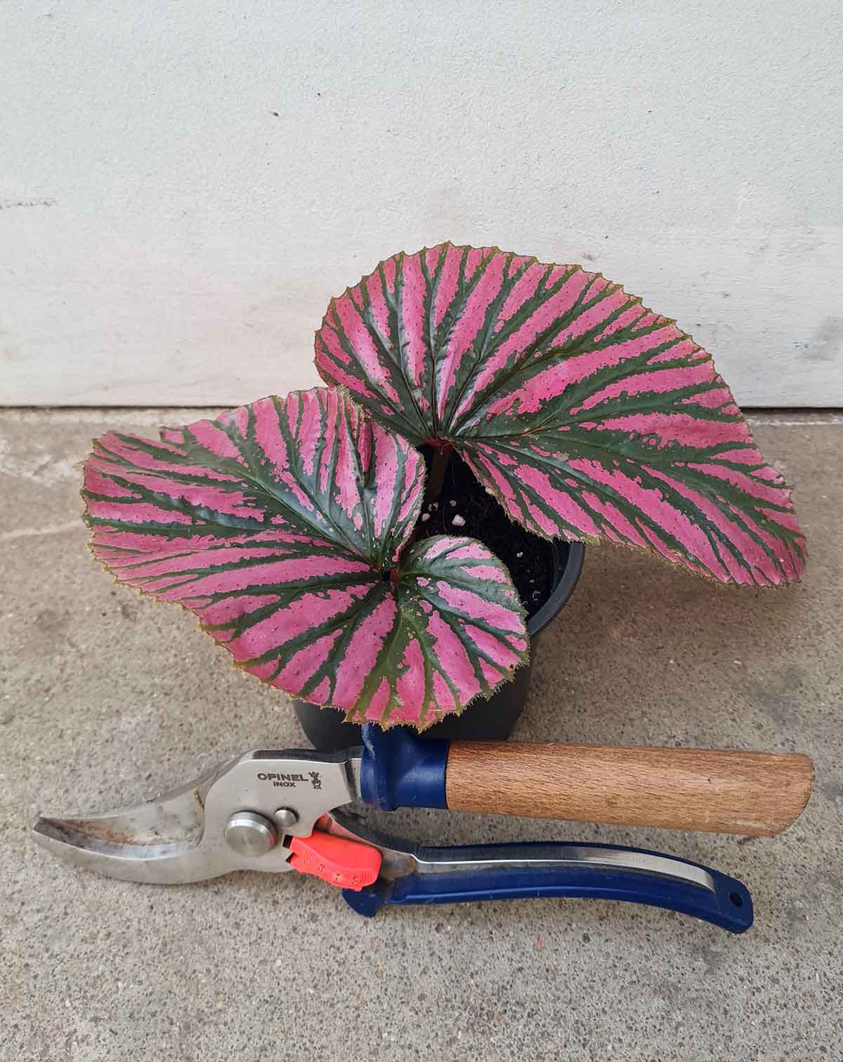 Begonia breverimosa