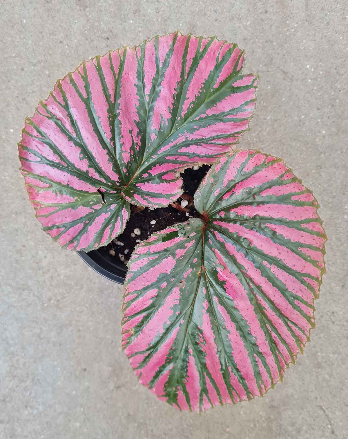 Begonia breverimosa