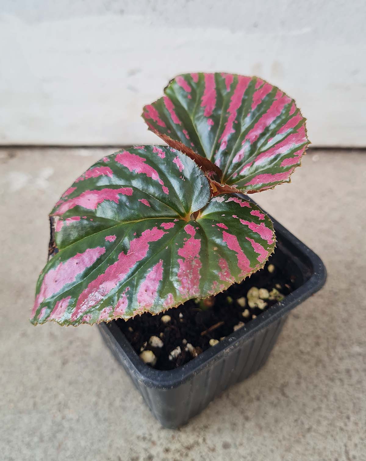 Begonia breverimosa