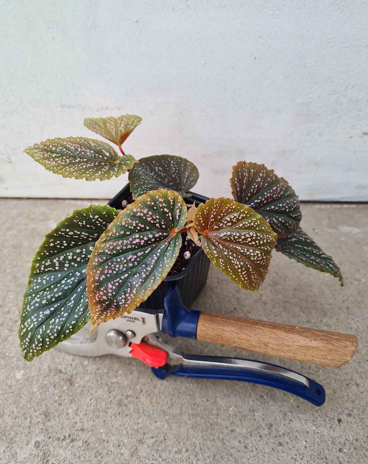 Begonia 'Polka Dot Pink'