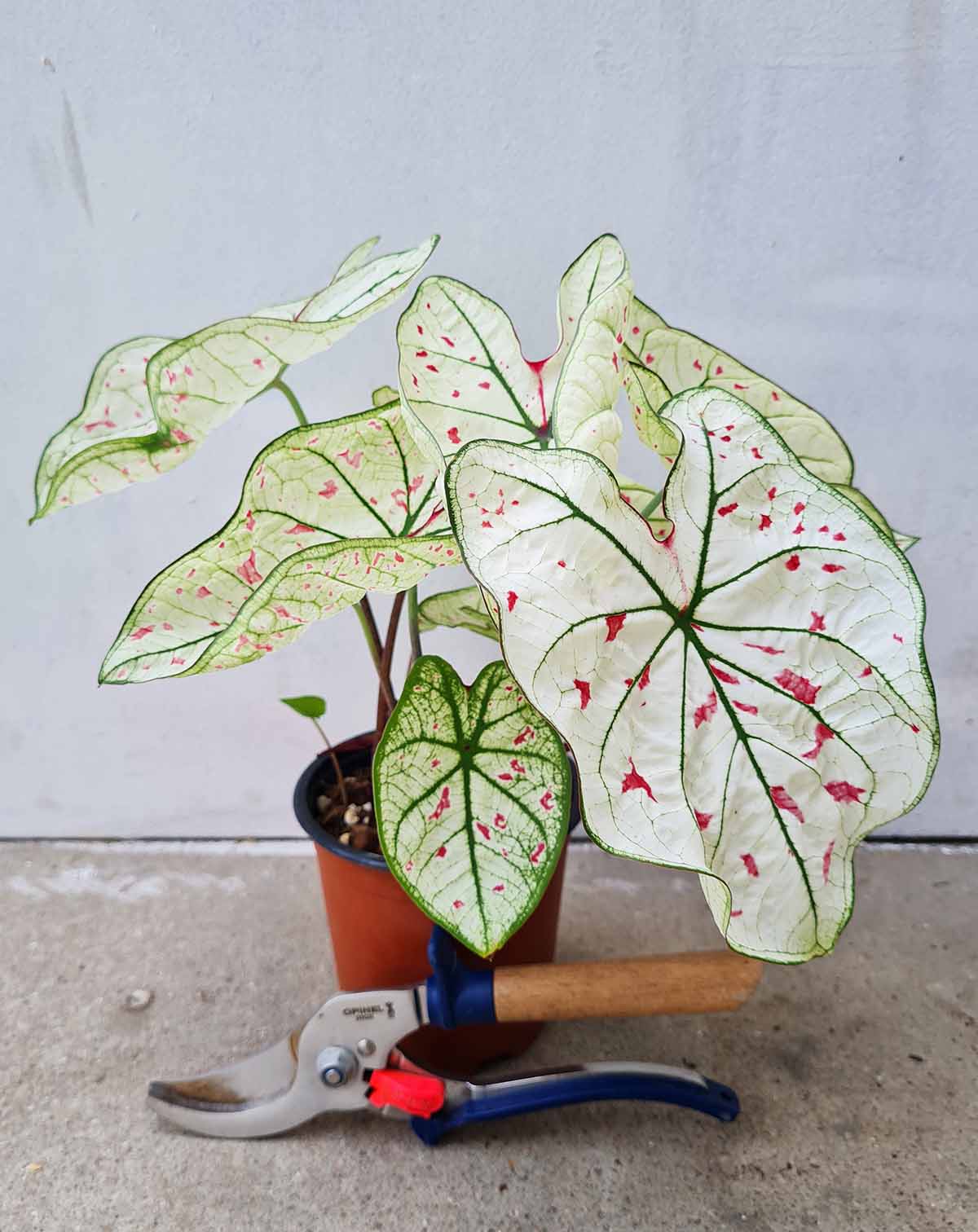 Caladium 'Strawberry Star'