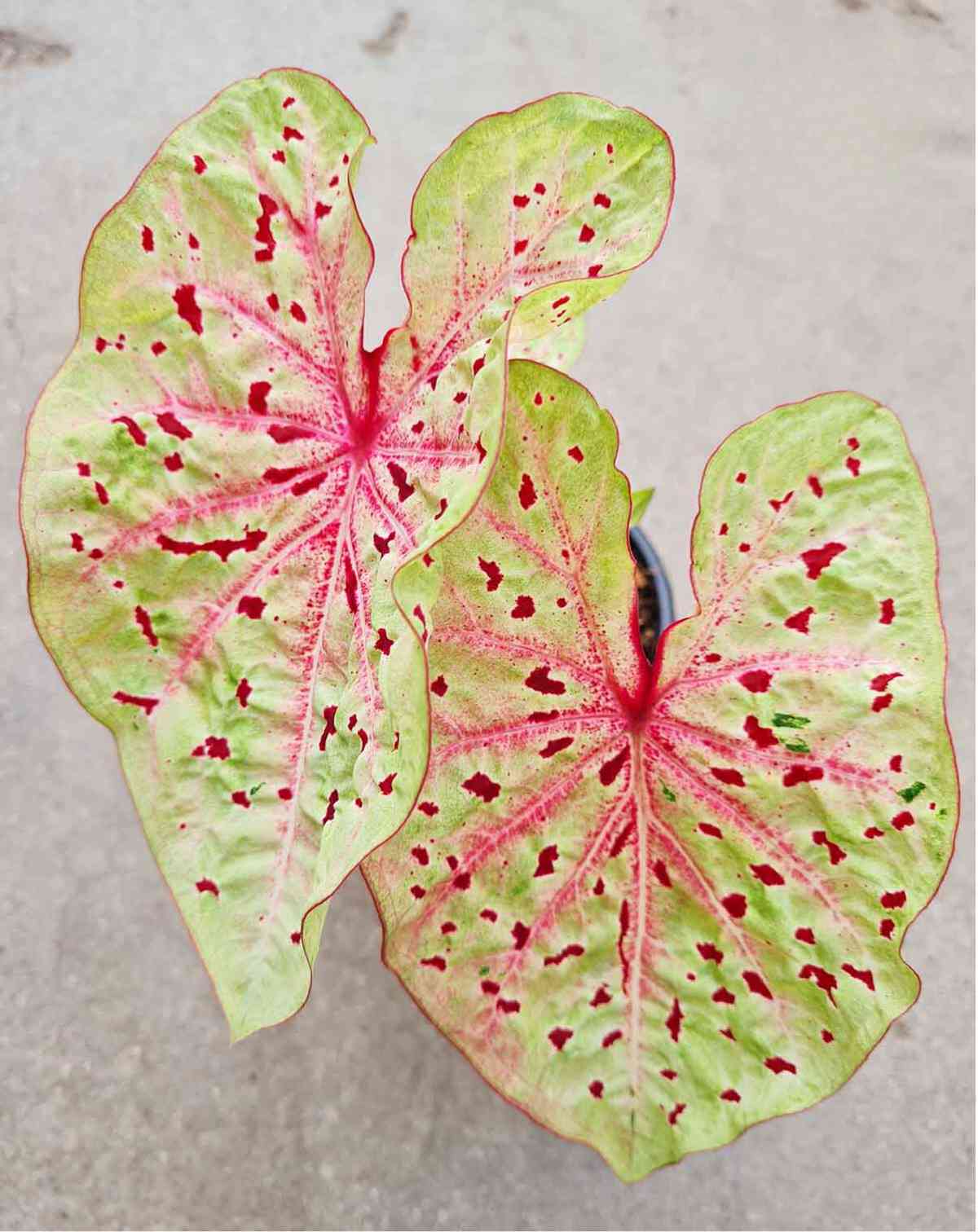 Caladium 'Miss Muffet'