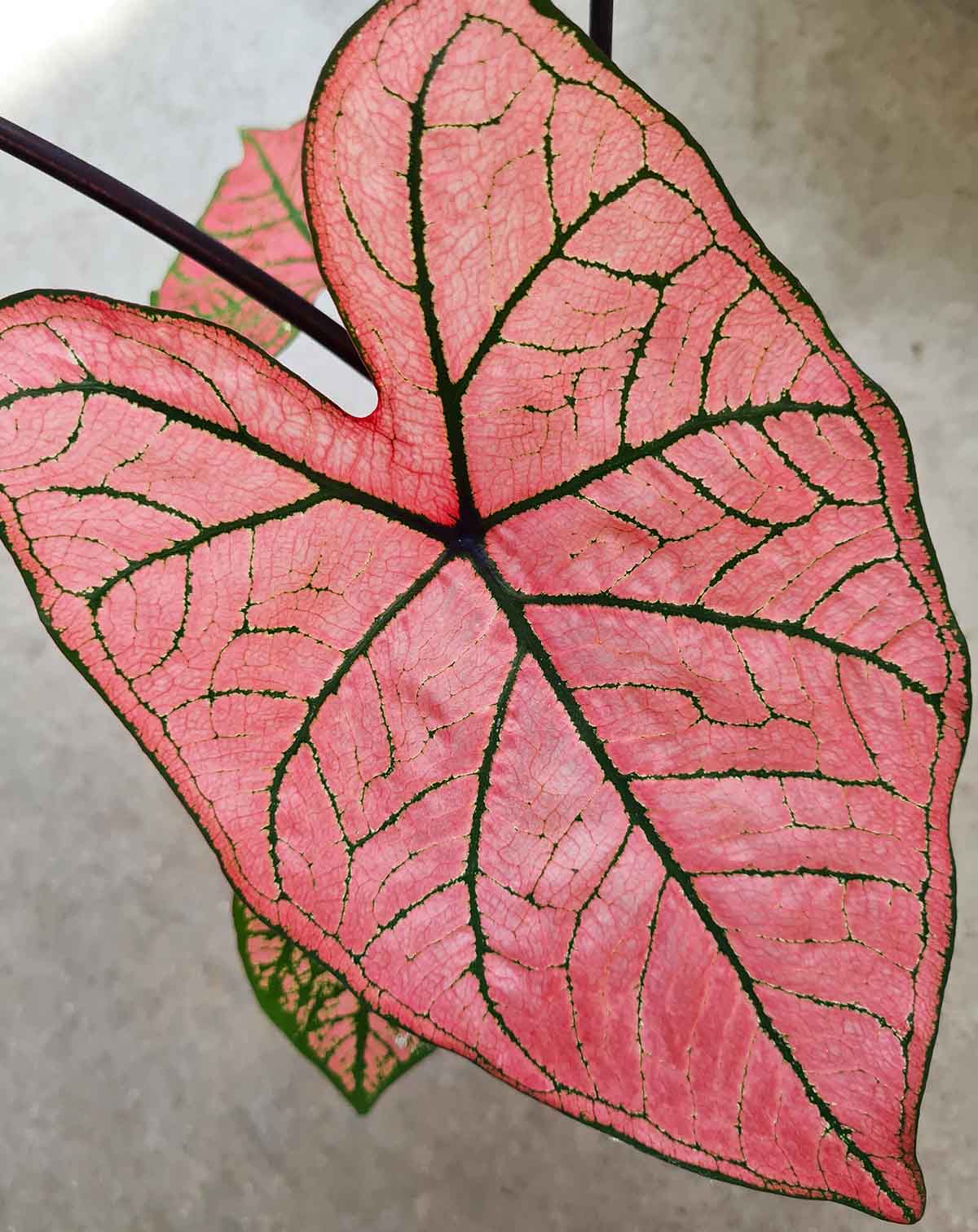 Caladium 'Spring Fling'