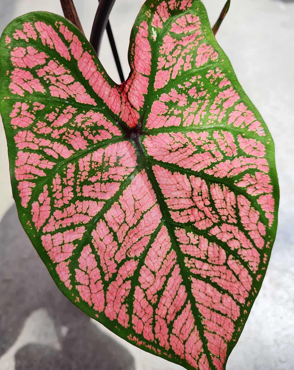Caladium 'Spring Fling'
