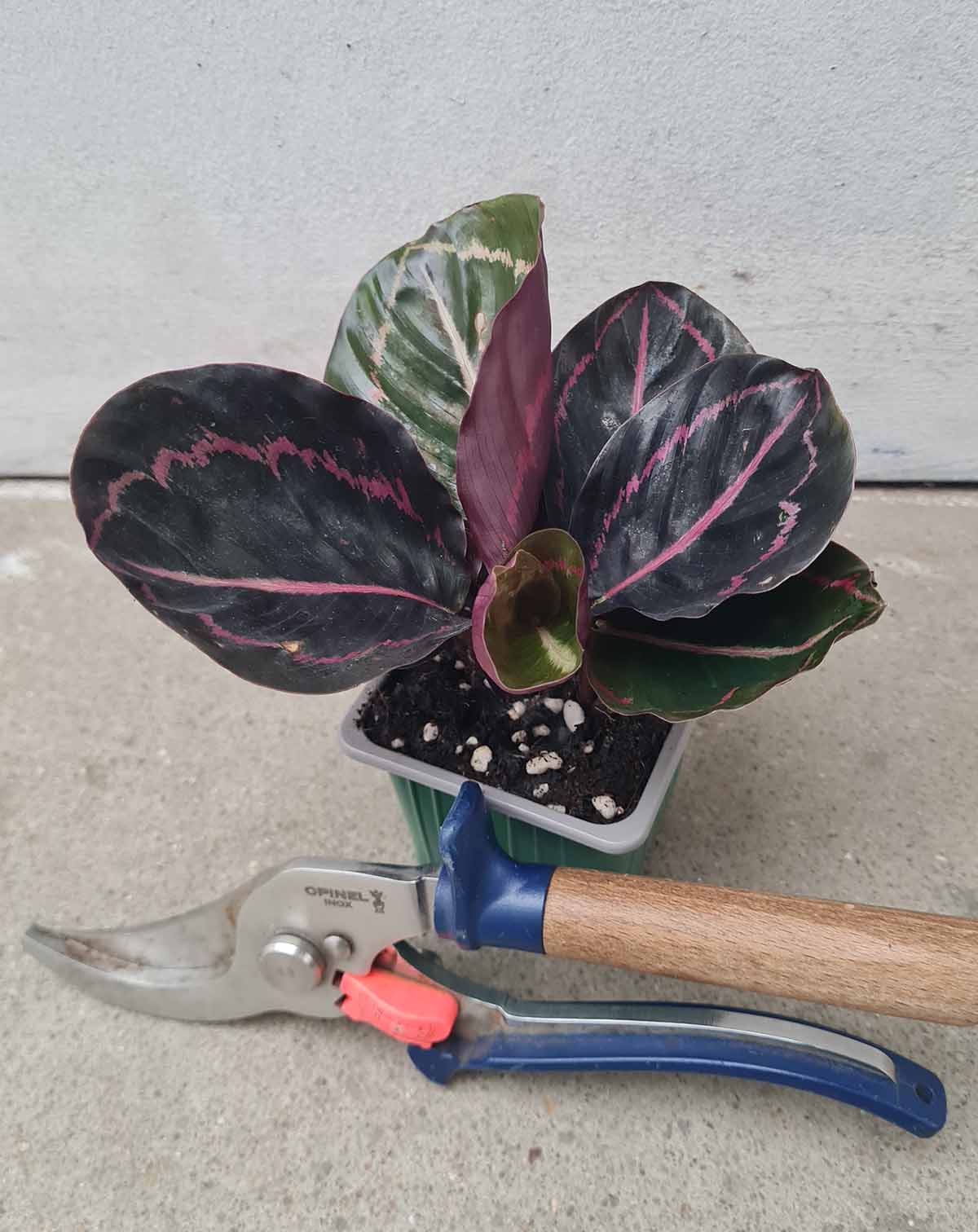 Calathea ‘Princess Jessie’