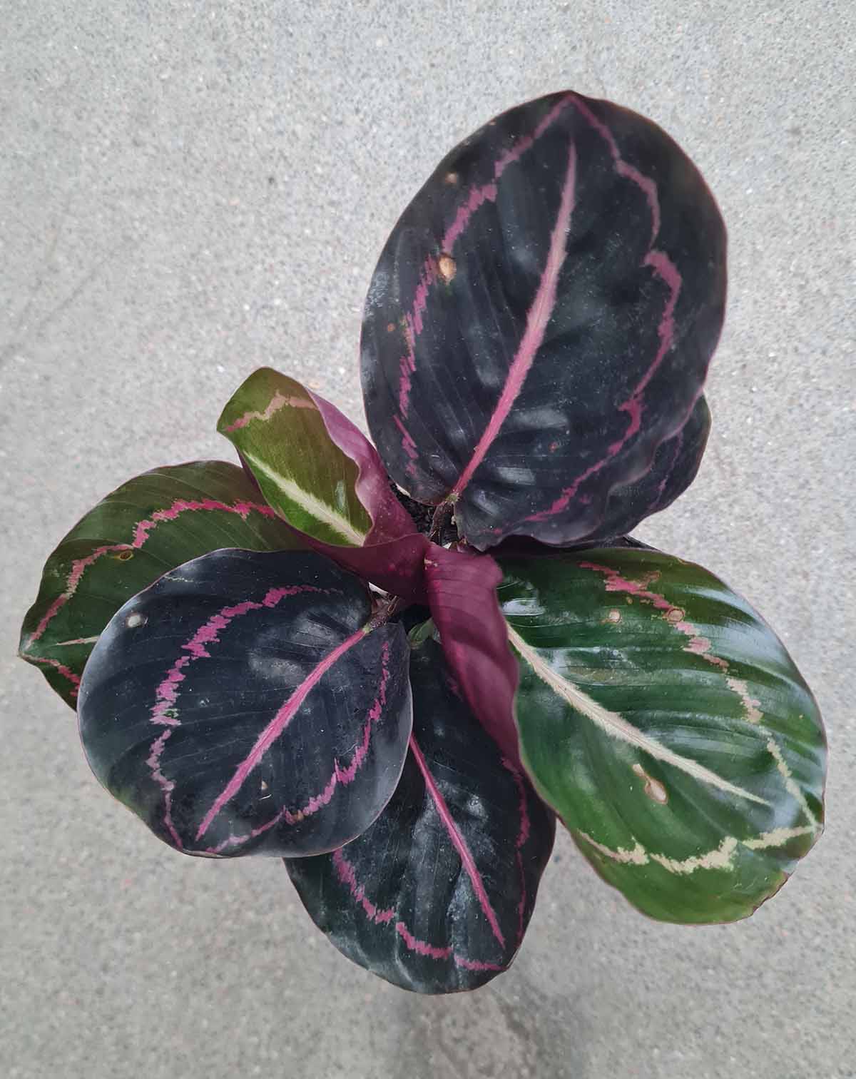 Calathea ‘Princess Jessie’