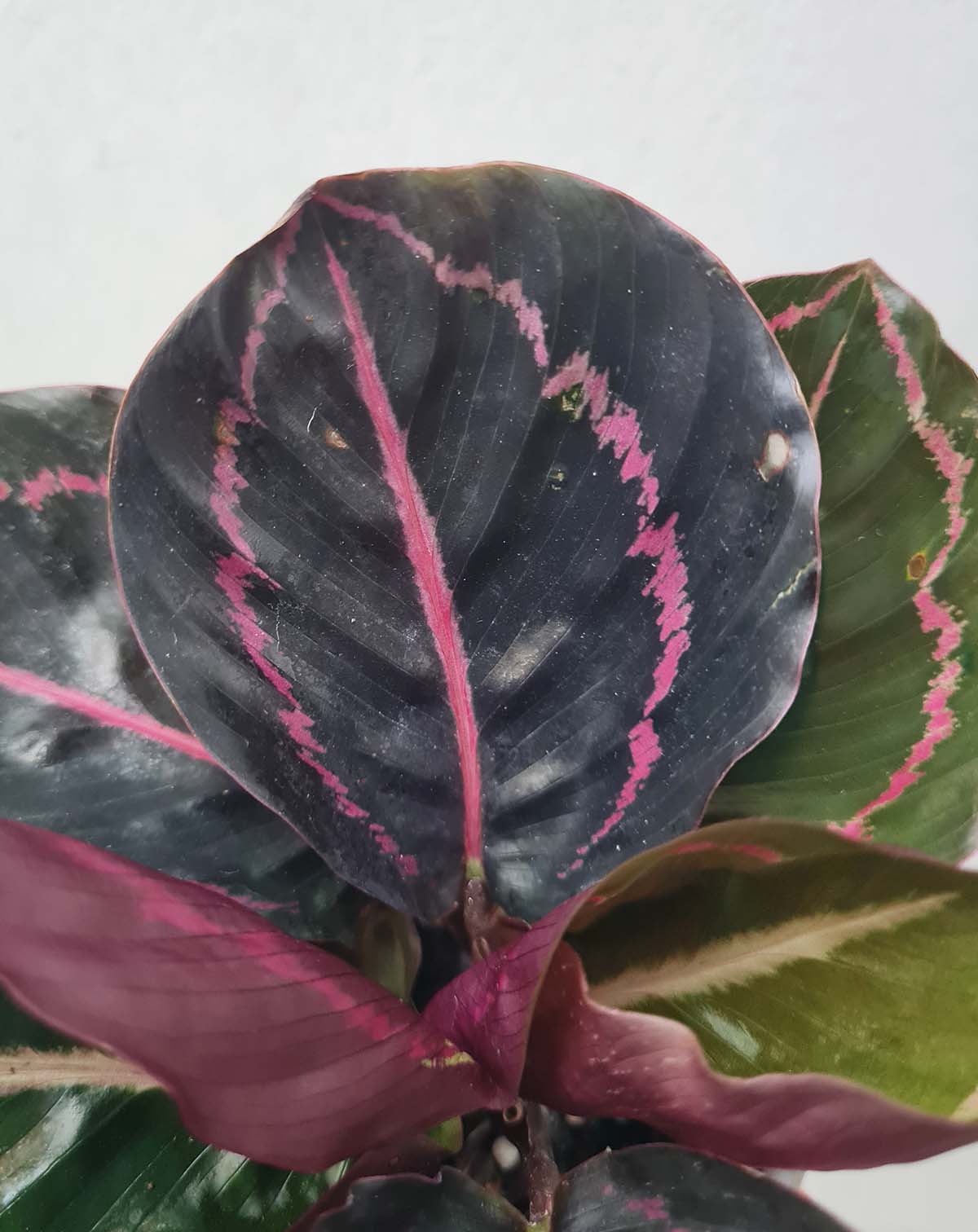 Calathea ‘Princess Jessie’