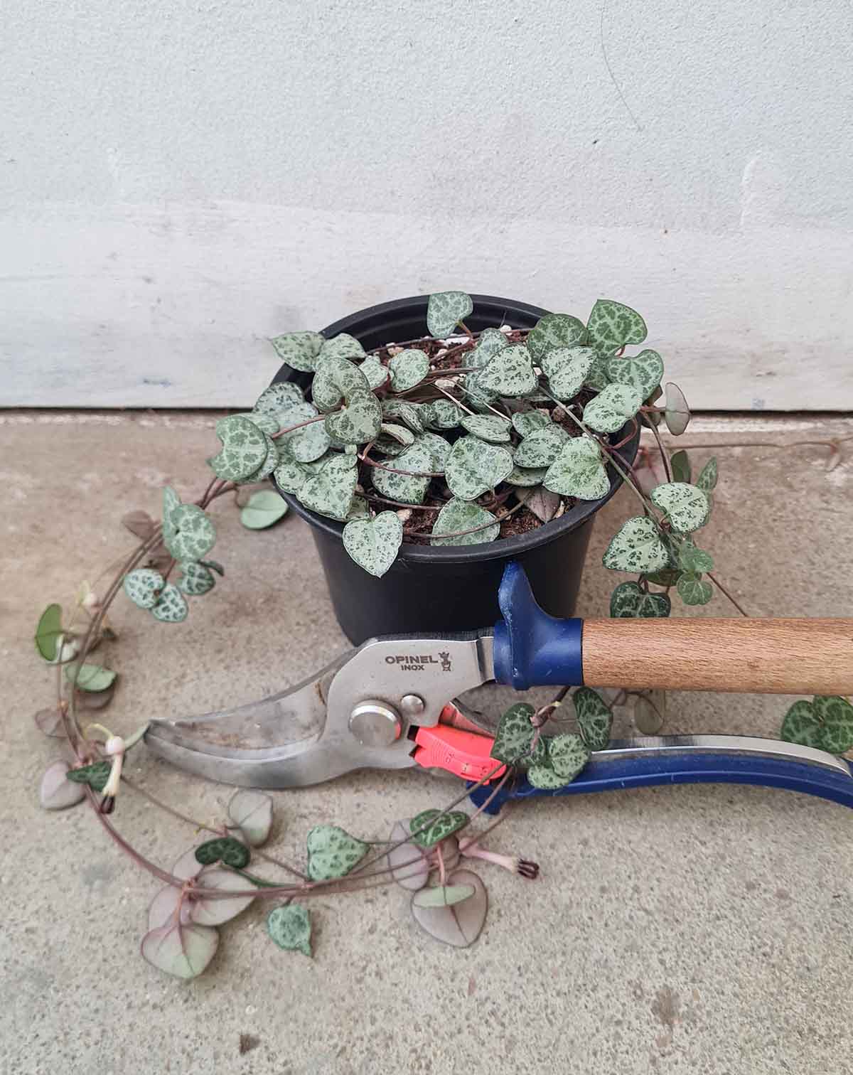 Ceropegia woodii