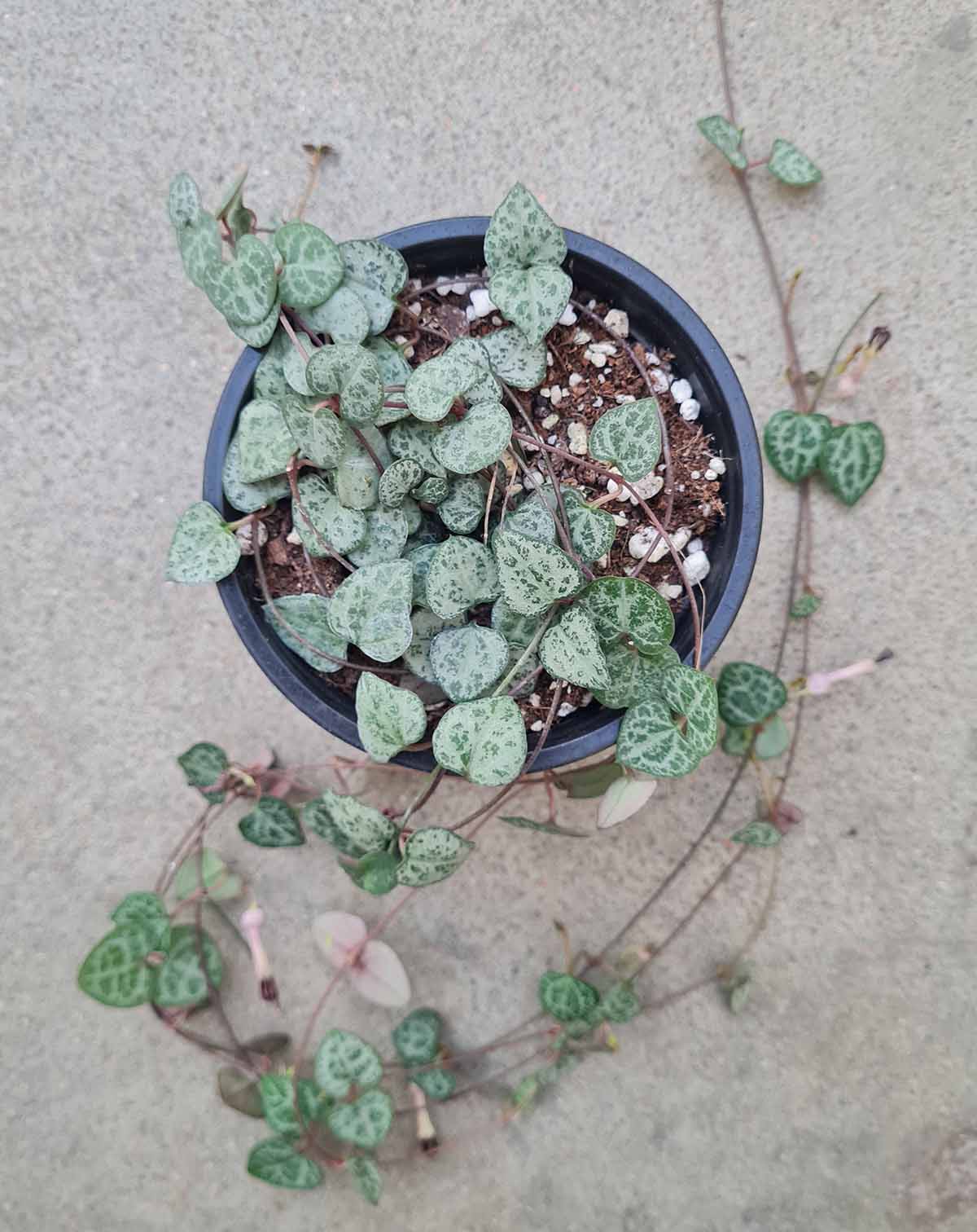 Ceropegia woodii