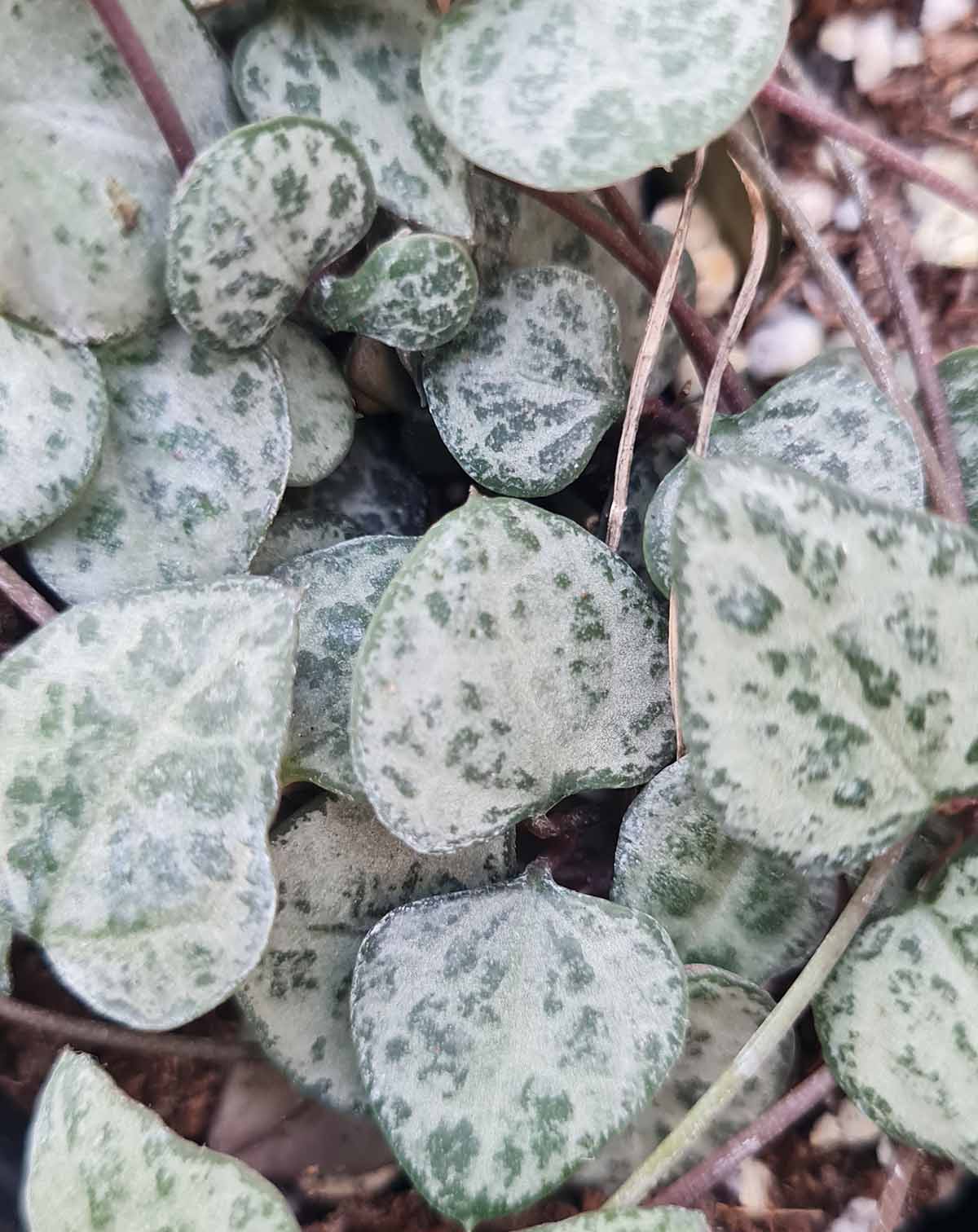Ceropegia woodii