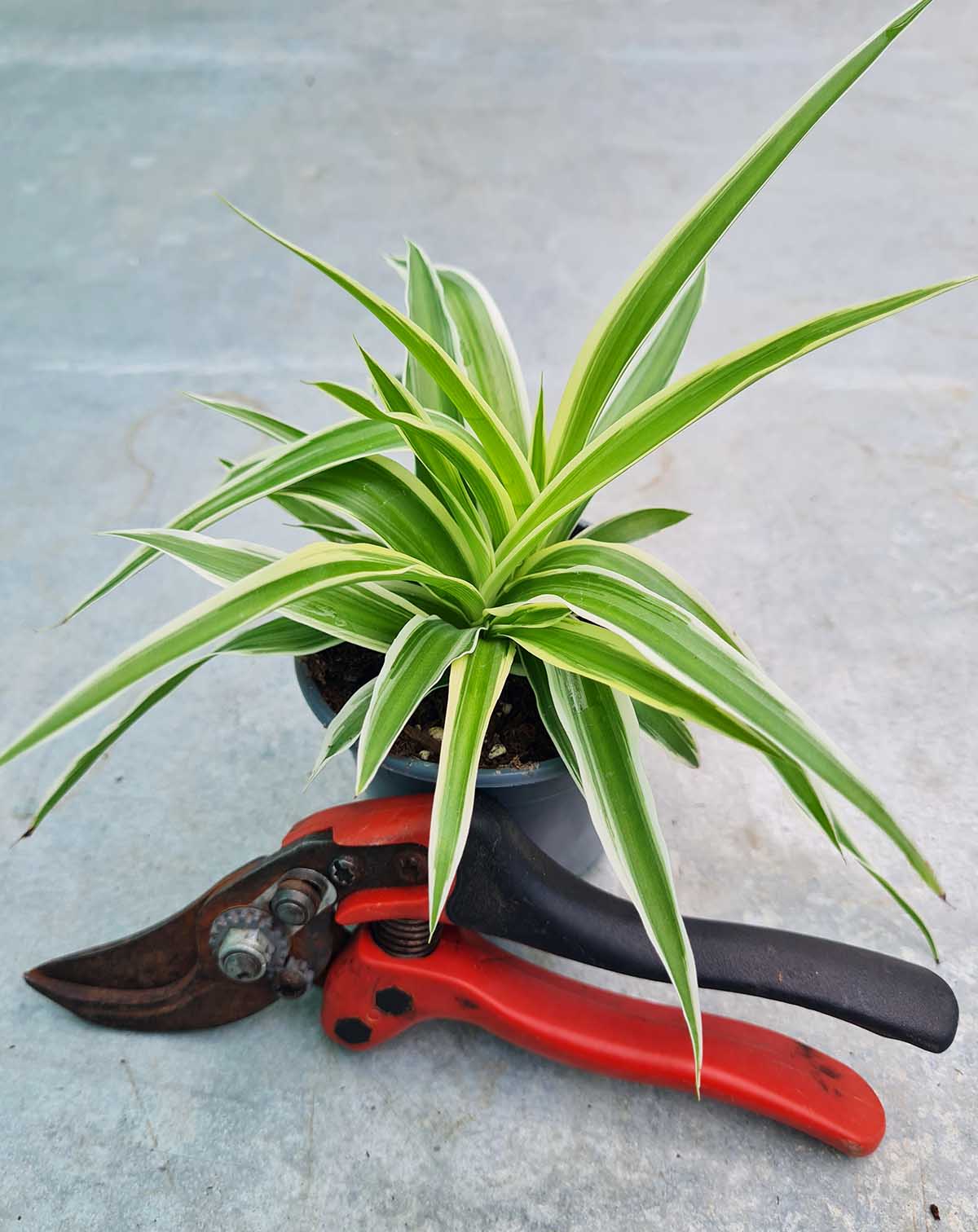Chlorophytum comosum 'Ocean'