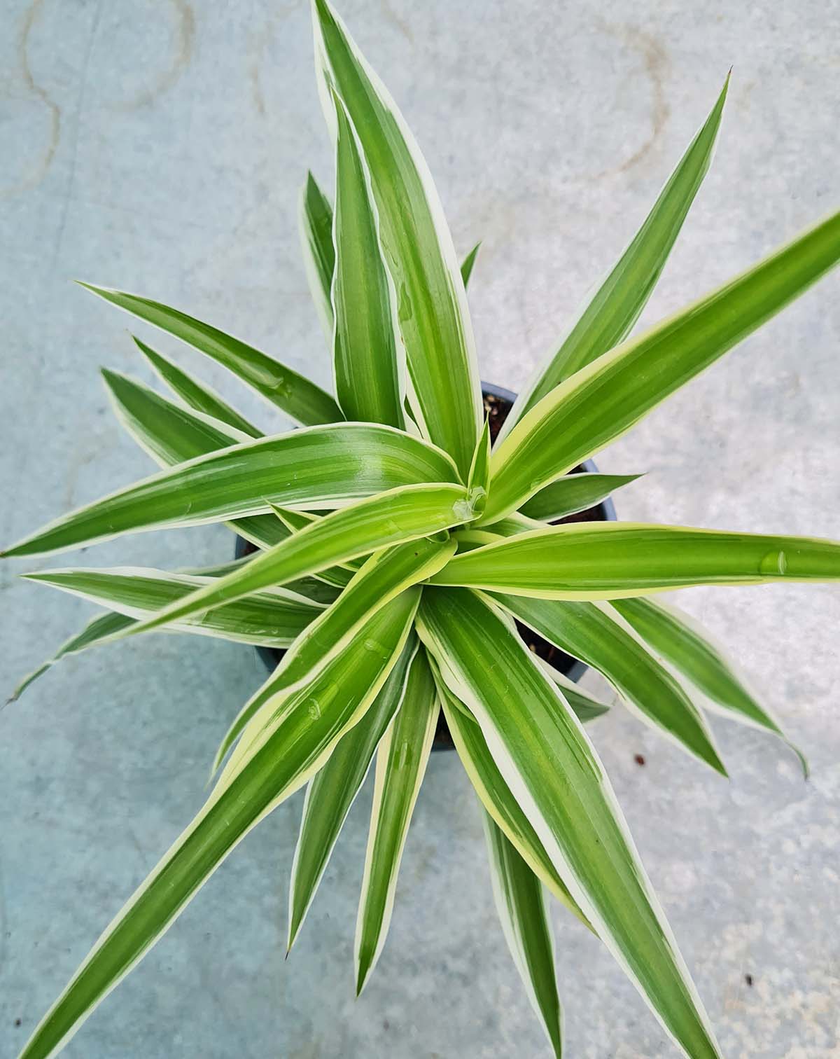 Chlorophytum comosum 'Ocean'