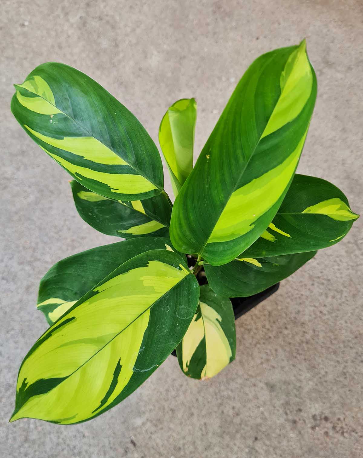 Ctenanthe lubbersiana 'Golden Mosaic'