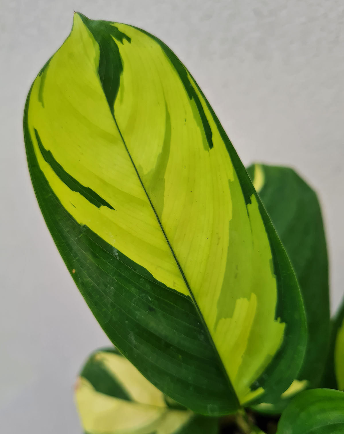 Ctenanthe lubbersiana 'Golden Mosaic'
