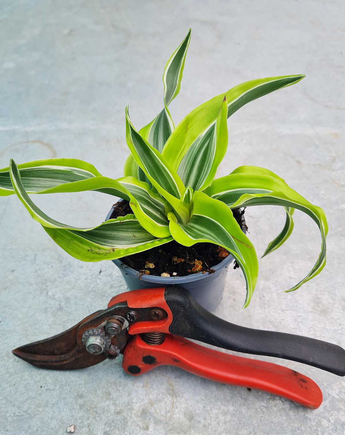 Dracaena fragrans 'Lemon Lime'