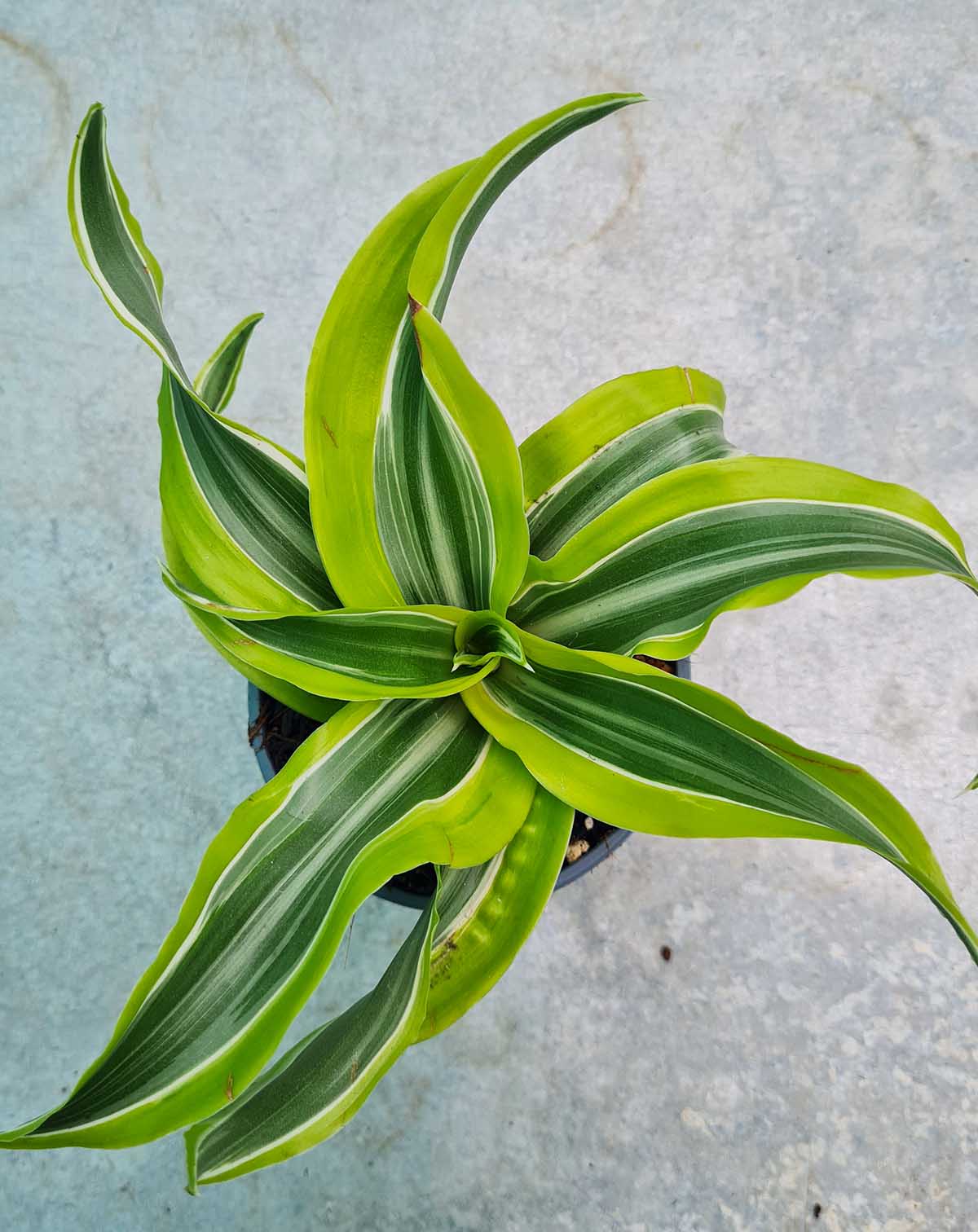 Dracaena fragrans 'Lemon Lime'