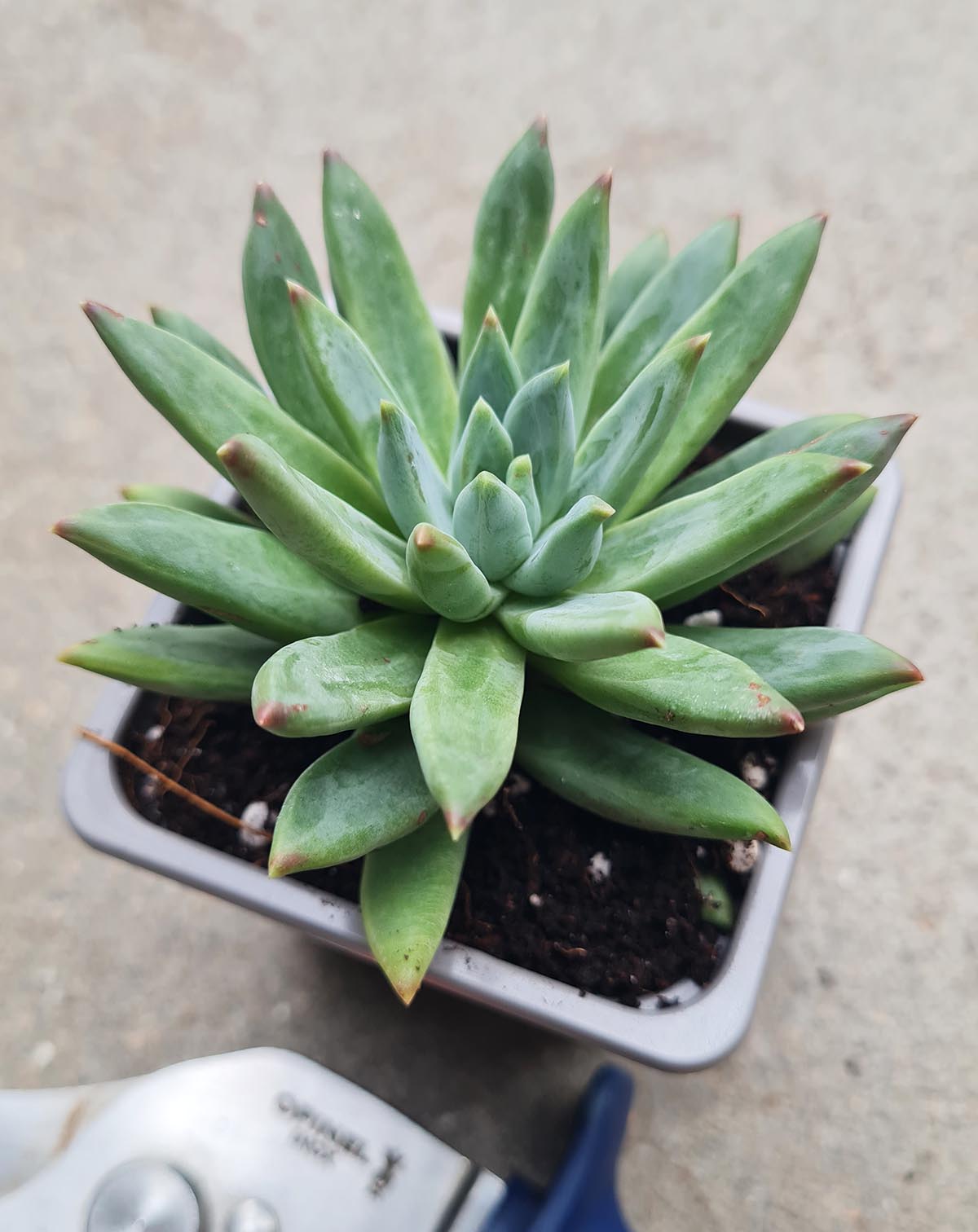 Echeveria