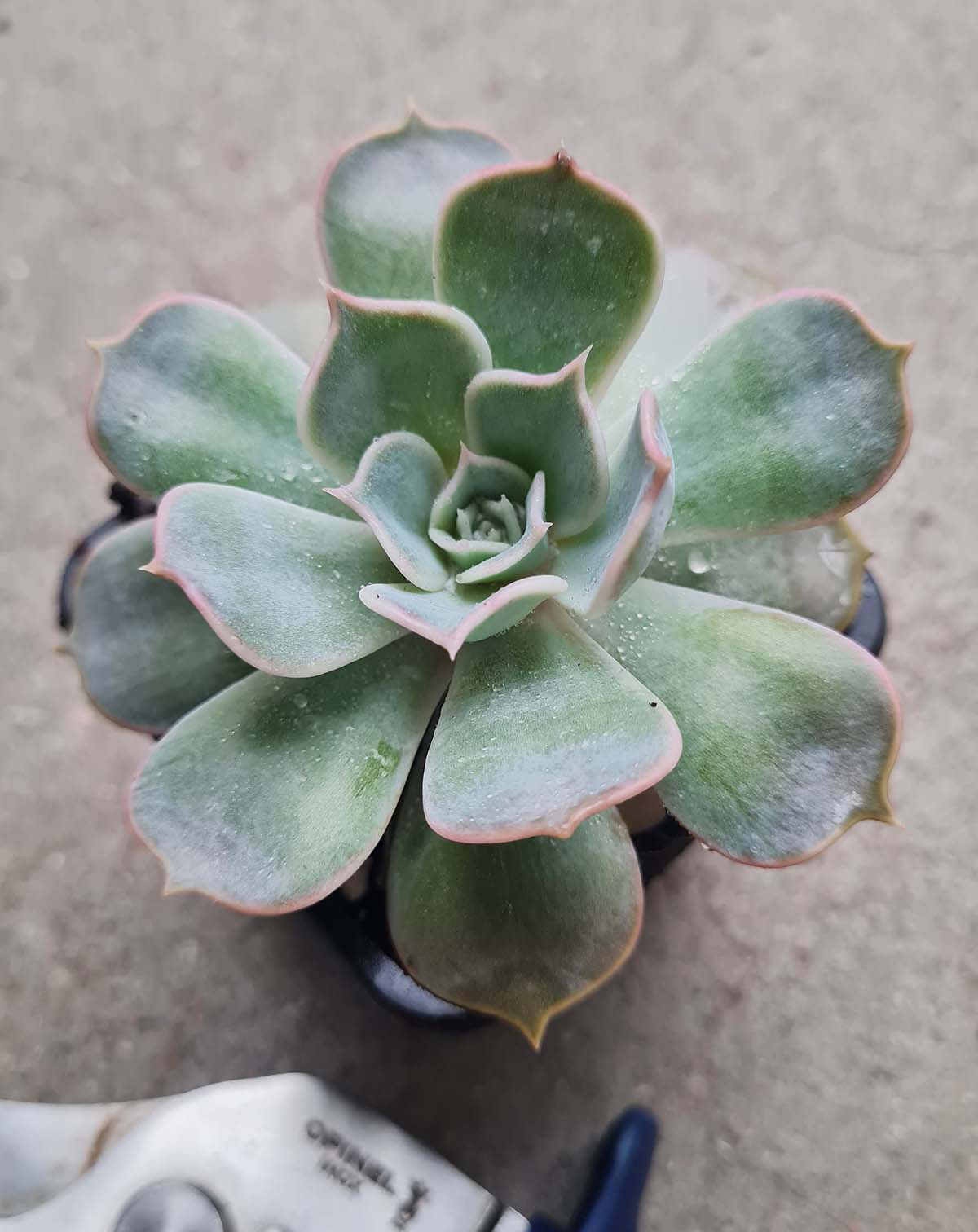 Echeveria