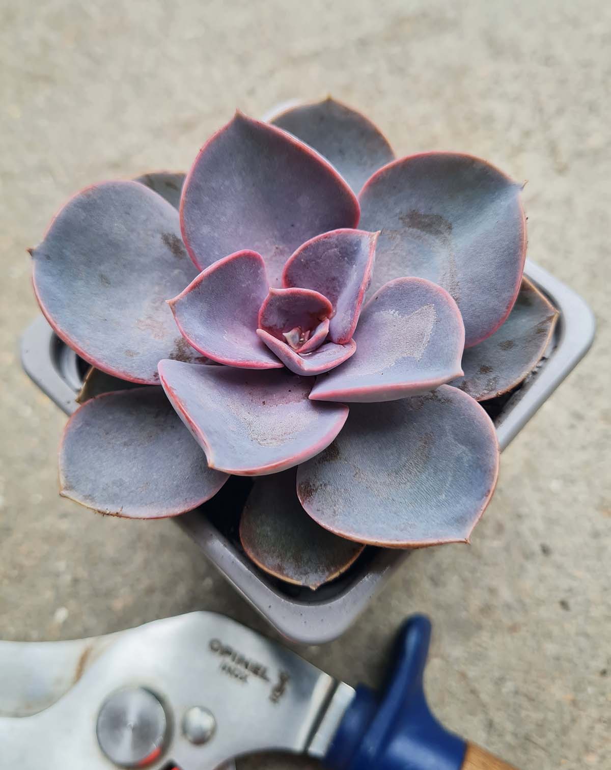 Echeveria