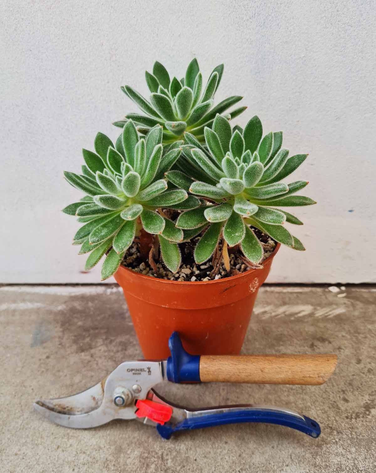 Echeveria