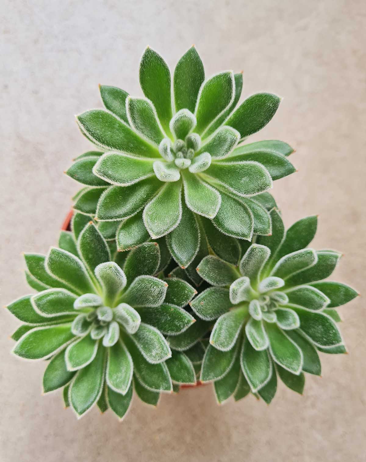 Echeveria