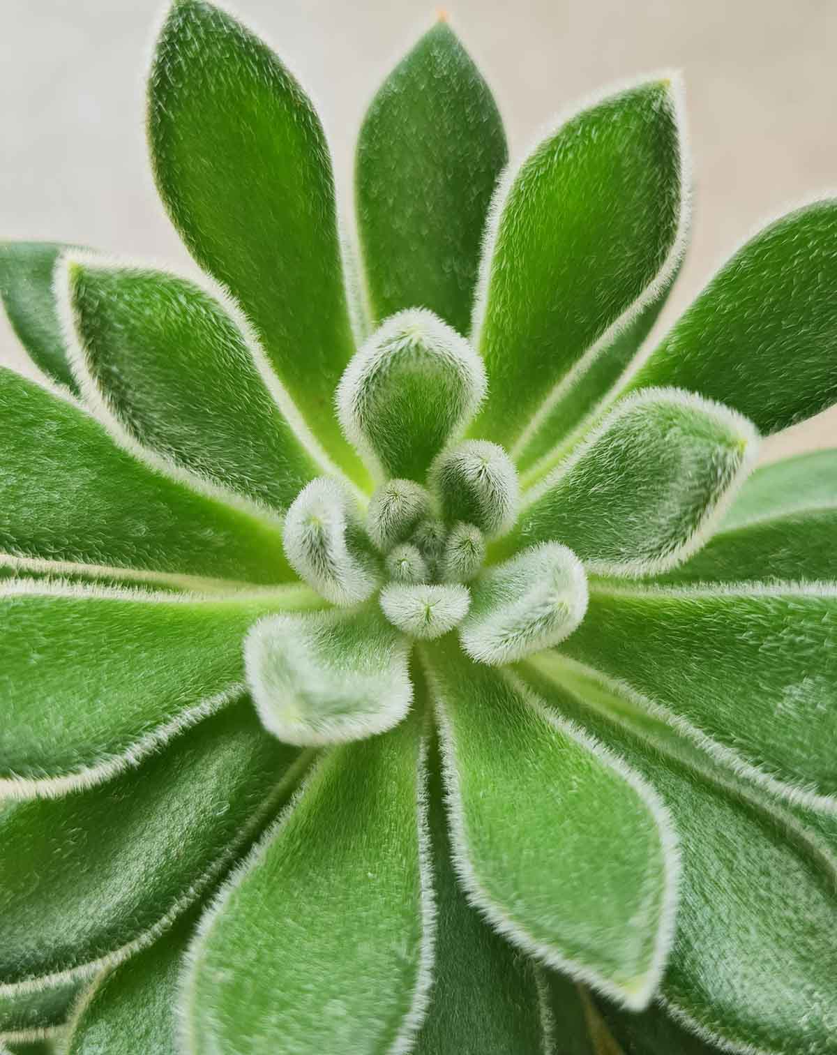 Echeveria