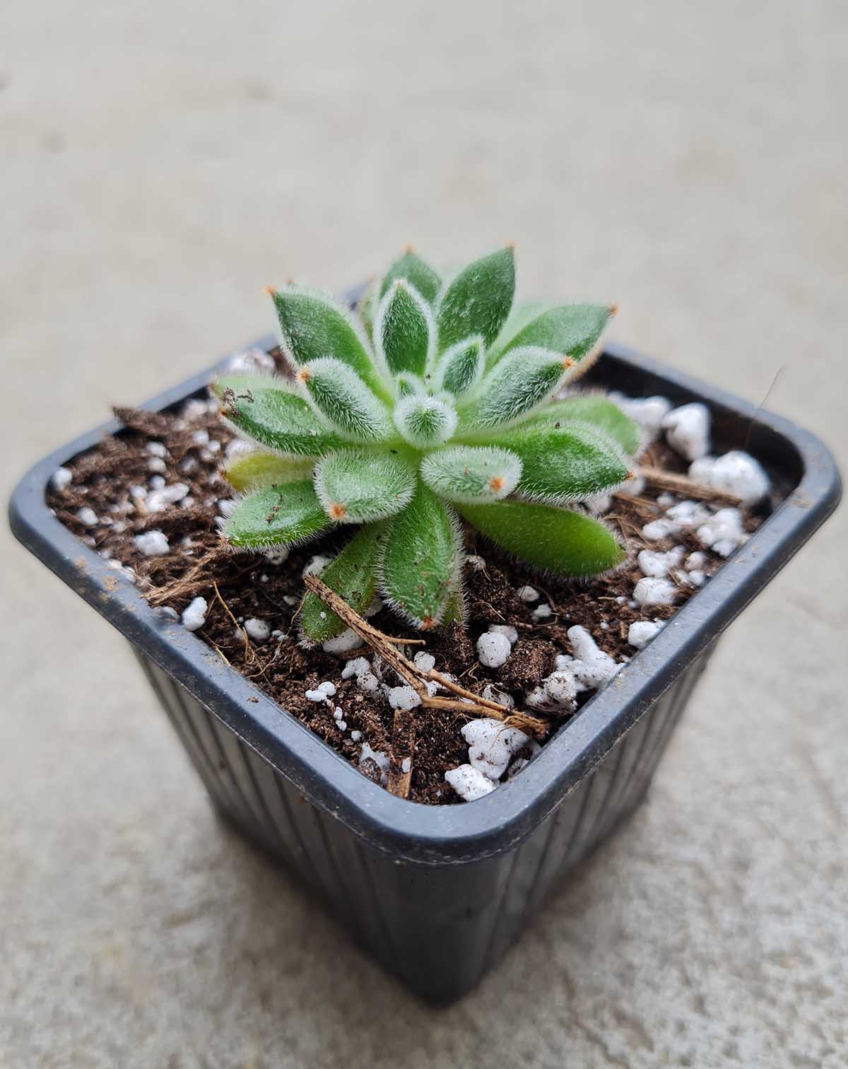Echeveria