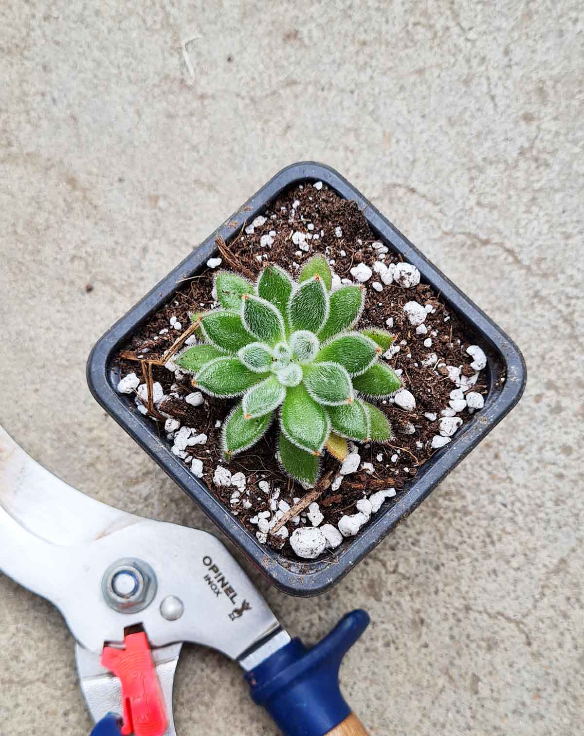 Echeveria