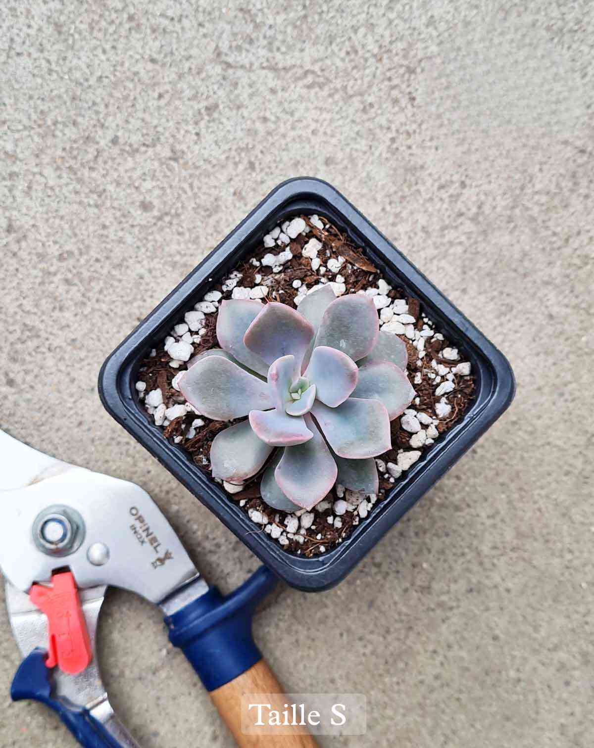 Echeveria