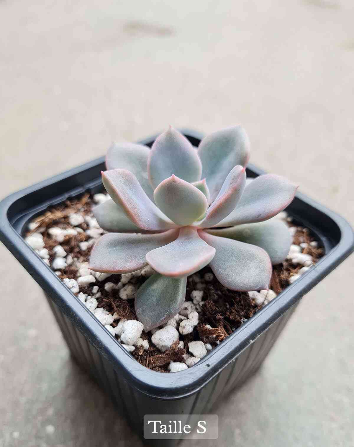 Echeveria