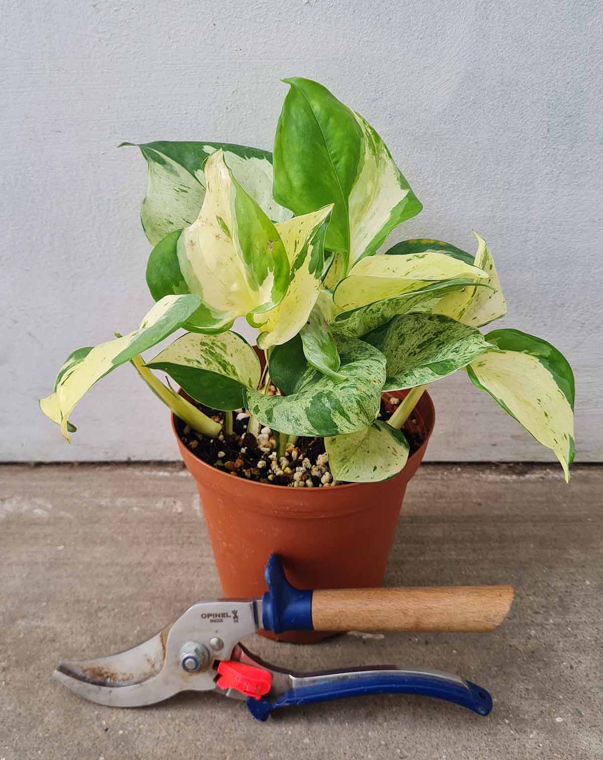 Epipremnum 'Manjula'