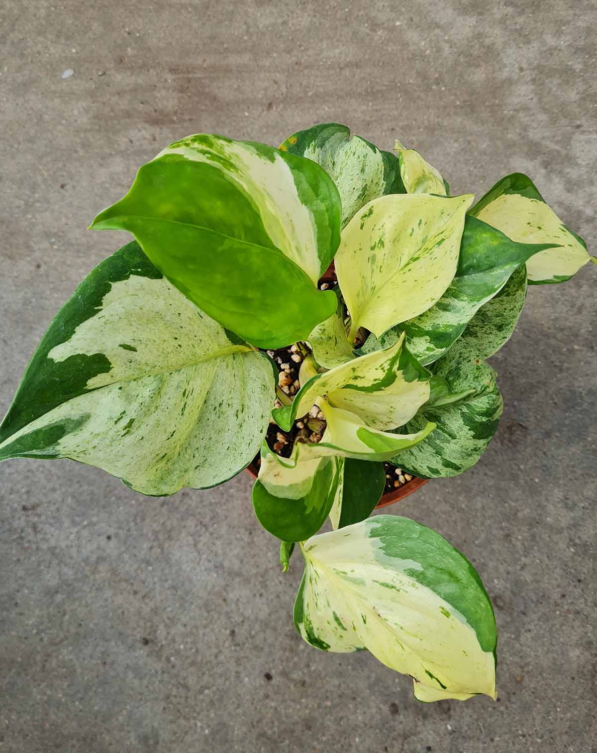 Epipremnum 'Manjula'