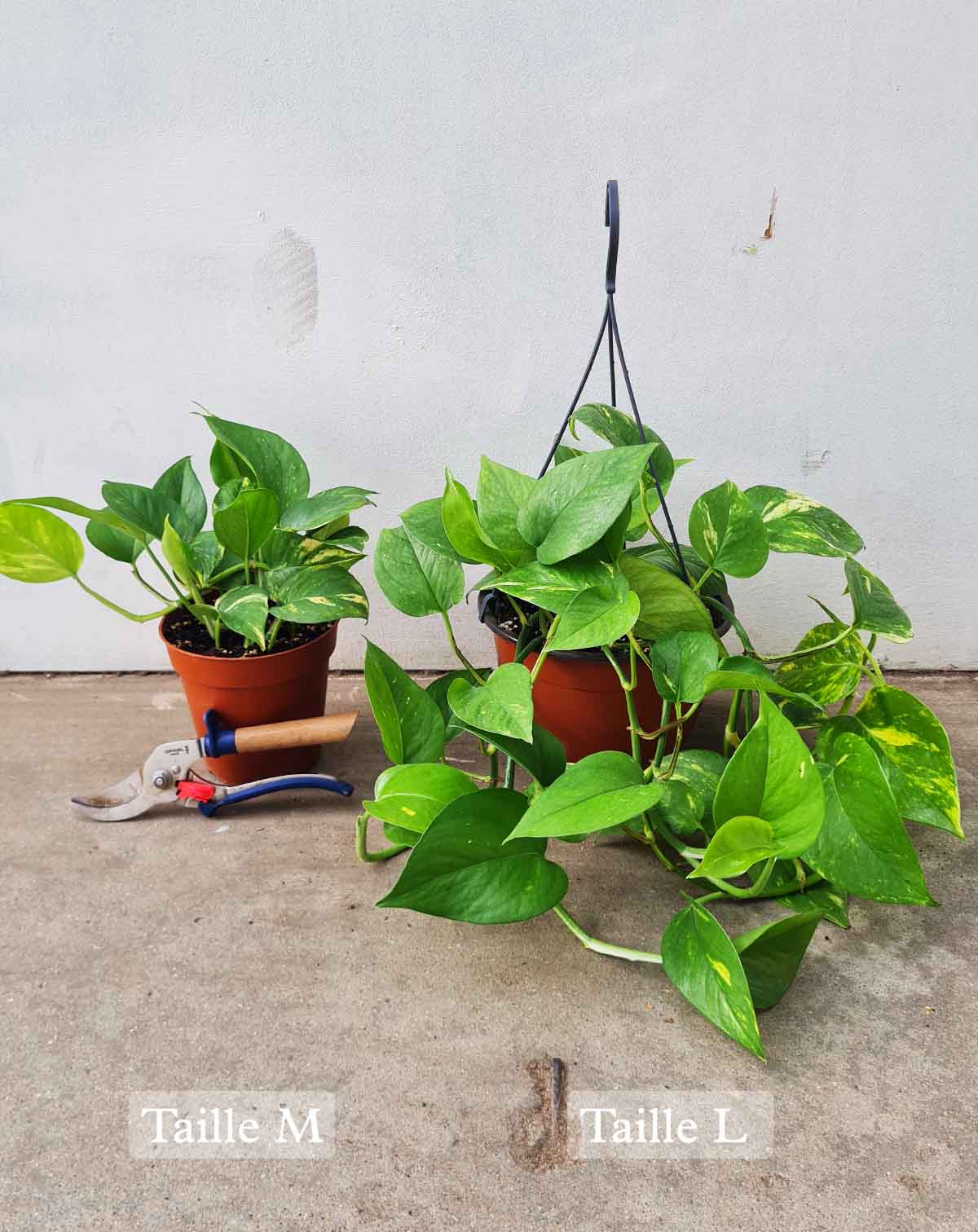 Epipremnum aureum