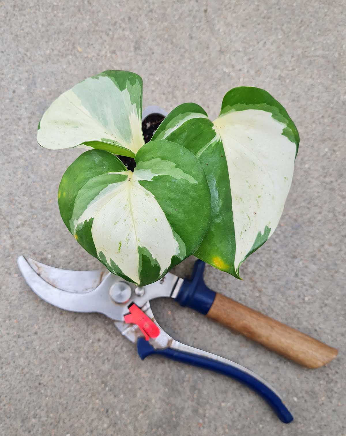 Epipremnum 'Manjula'