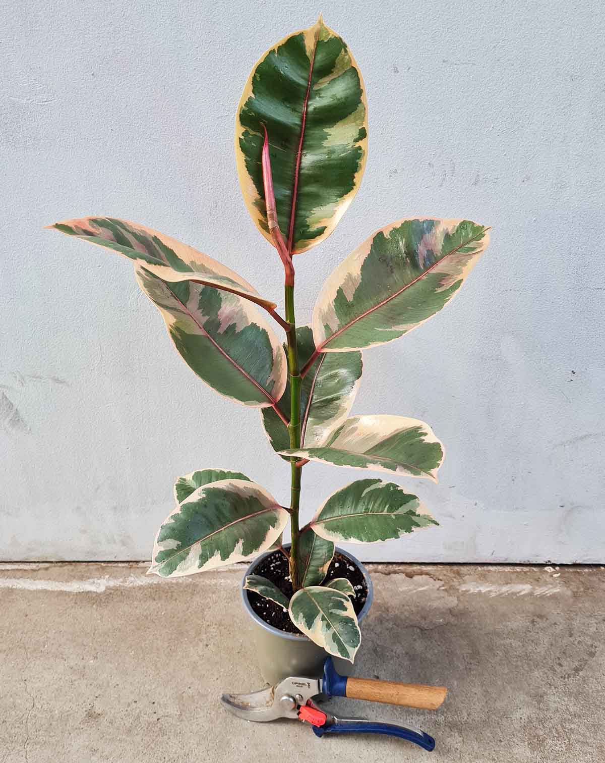 Ficus elastica 'Belize'