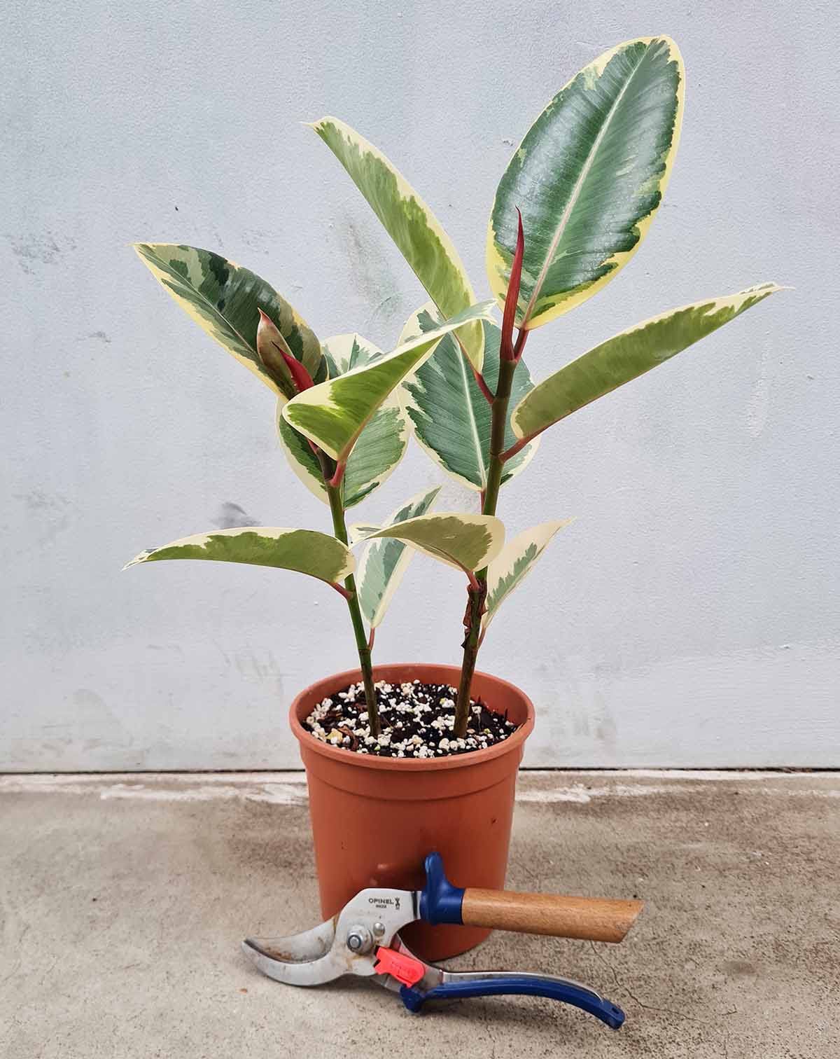 Ficus elastica 'Tineke'