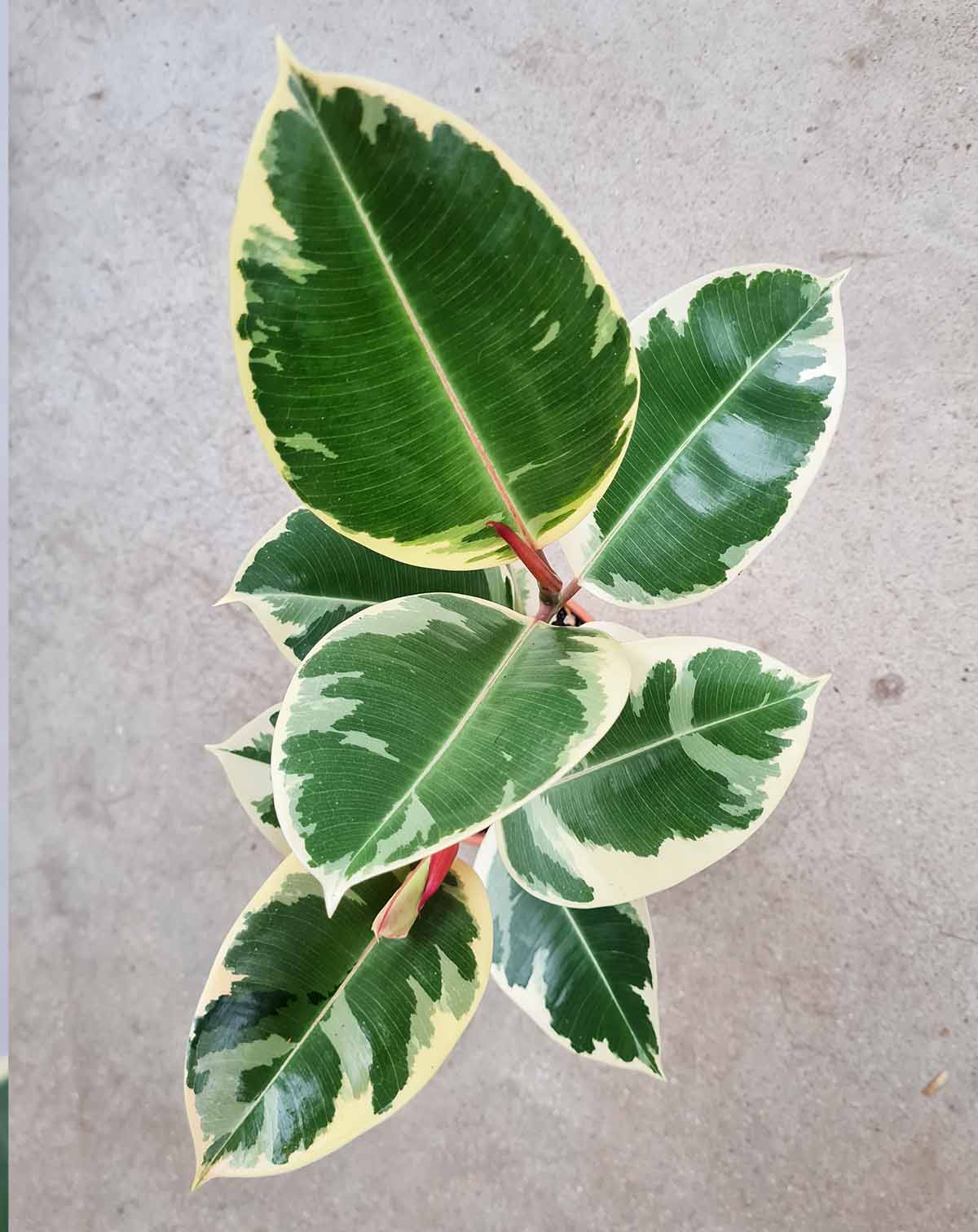 Ficus elastica 'Tineke'